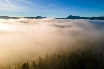 Aerial view of dark green pine trees in spruce forest in foggy fall mountains.