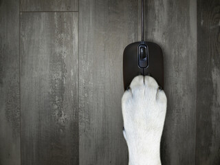 A dog paw is lying on a black wired computer mouse on the desk. Wooden background.