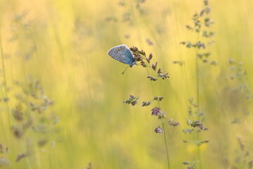 una farfalla sull'erba al tramonto