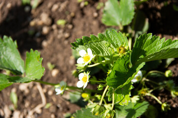 Strawberry Bed On Organic Farm in sunny day. Spring blooming strawberry grows on the bed. Summer white strawberry flowers.