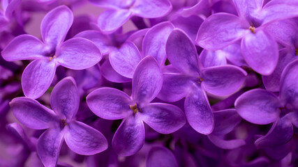 Naklejka na ściany i meble purple lilac flowers macro photo