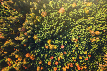 Fototapeta premium Top down aerial view of bright green spruce and yellow autumn trees in fall forest.