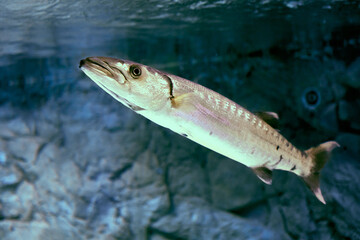 Fototapeta premium Great barracuda is large, predator ray-finned fish found in subtropical oceans around world.