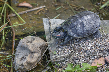 Small water turtle near the shore of a pond on a sunny day