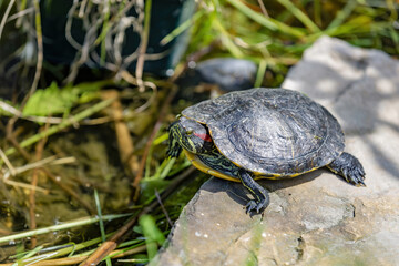 Small water turtle near the shore of a pond on a sunny day