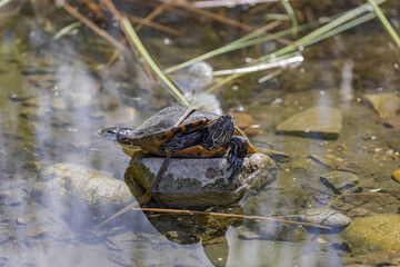 Small water turtle near the shore of a pond on a sunny day