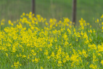 Fototapeta premium Barbarea vulgaris by a fence.