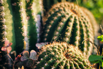 cactus in the garden, macro photography.