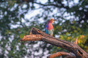 Lilac breasted roller perched in tree, Kruger national Park South Africa
