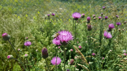 thistle flower and a feeding bee