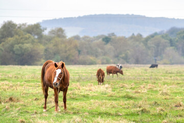 Fototapeta na wymiar Beautiful chestnut horse grazing in summer field. Green pasture with feeding farm stallion.