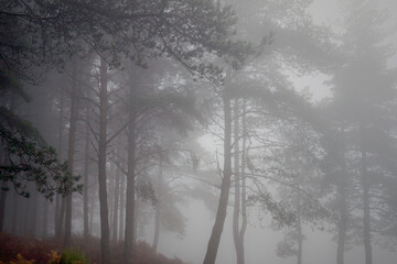 Fototapeta na wymiar Moody autumn misty pines