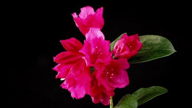 Time lapse of blooming purple rhododendron blossoms