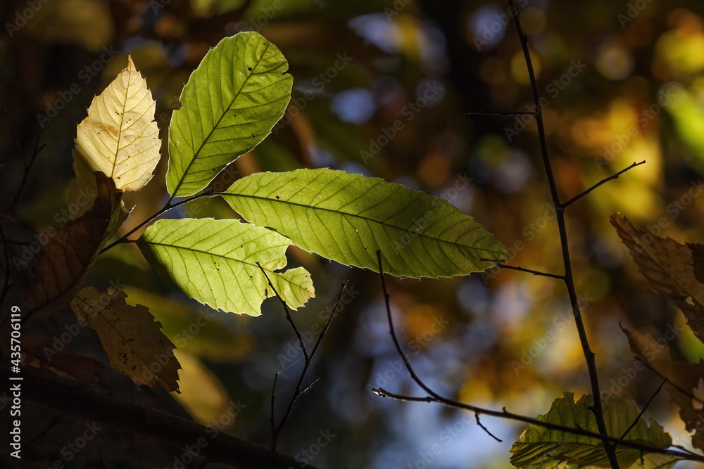 Canvas Prints backlit forest autumn leaves