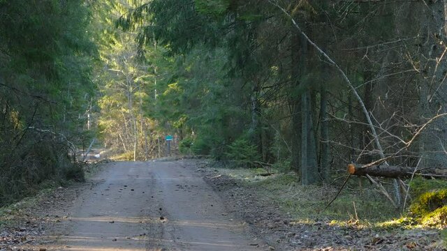 A view of the forest road with the scattered dirt and the trees on the side