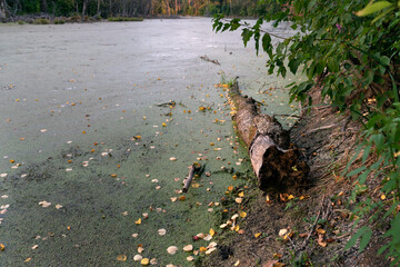 Swamp with an old log. River with duckweed and fallen leaves. Abandoned pond. Ecology concept