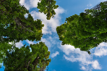 View through the treetops into the blue sky with clouds