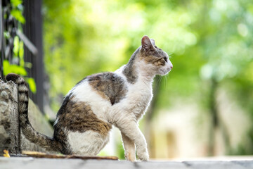 Cute white and gray cat sitting outdoors on summer street.