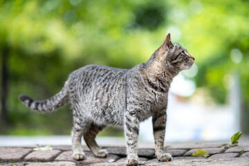 Cute gray striped cat standing outdoors on summer street. © bilanol