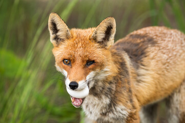 Fototapeta premium Ein Fuchs mit krankem Auge hat ein Ei im Maul 