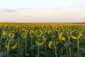 Sunflowers field at sunset background. Agriculture.