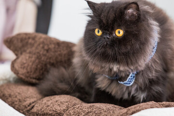 beautiful kittens! they are the best company