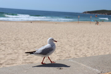 seagull on the beach
