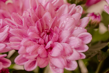 Rosa Chrysanthemen im Regen  - Chrysanthemum  2