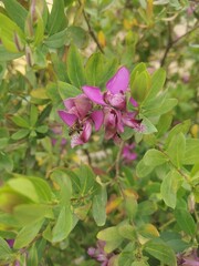 butterfly on pink flowers