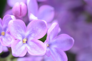 Lilac flowers and bud macro, floral pink and violet background.