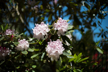 pink and white rhododendron tree blossom flowers