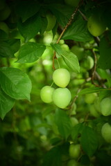 green plums on tree 