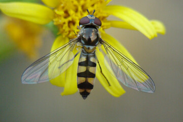 Syrphid Fly (Meliscaeva auricollis), female