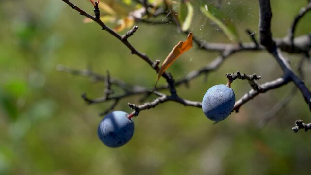 Picking ripe Blackthorn in natural environment (Prunus spinosa - (4K)