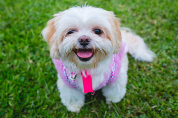 shitzu, she is beautiful and looks like a teddy bear