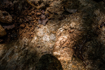 2021_05_01_Grancona_shell in the rock