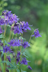 Purple columbine flowers on green background