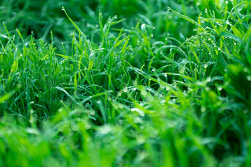 grass