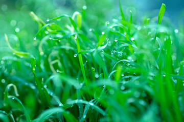 dew on grass
