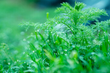 green grass with dew drops