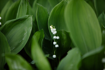 Lily of the valley in the natural green background. Best for spring illustration