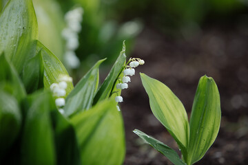 Lily of the valley in the natural green background. Best for spring illustration
