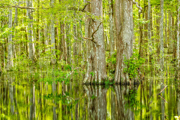 Fototapeta na wymiar Louisiana Cypress Tree Swamp in the Forest and green bush