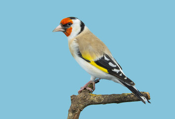 Goldfinch bird perched in softbox