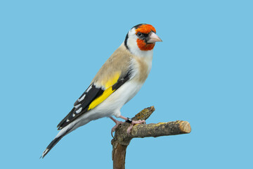 Goldfinch bird perched in softbox