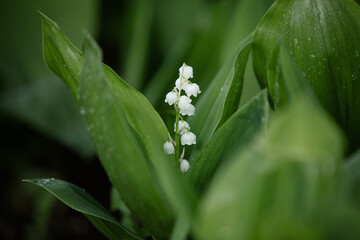 Obraz premium Lily of the valley in the natural green background. Best for spring illustration