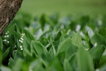 Obraz premium Lily of the valley in the natural green background. Best for spring illustration