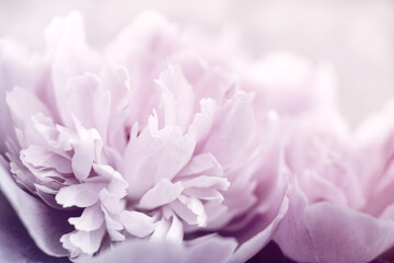 Floral vintage background with bouquet of pink peonies close up, toned, soft focus, copy space