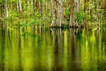Louisiana Cypress Tree Swamp in the Forest and green bush