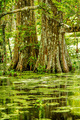 Louisiana Cypress Tree Swamp in the Forest and green bush